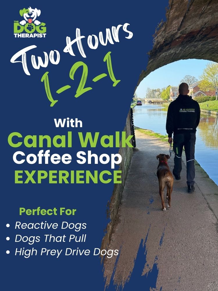 Man and a dog walking under a canal bridge | The Dog Therapist