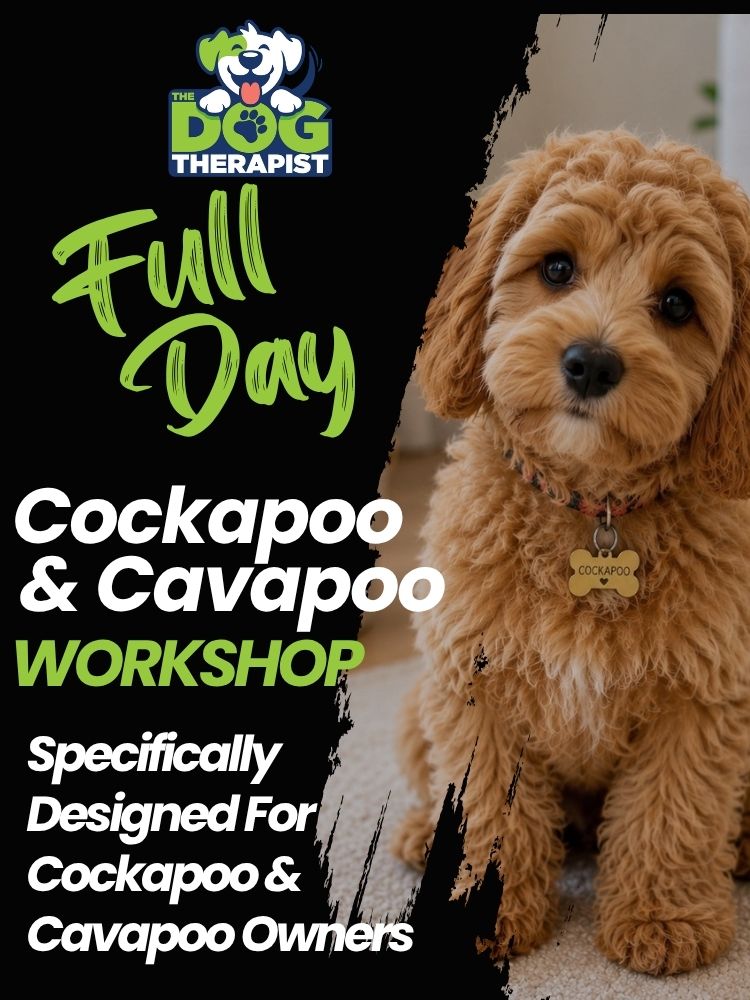 Full Day Cockapoo & Cavapoo Workshop
