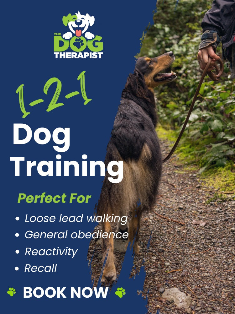 A dog walking on a loose lead | The Dog Therapist