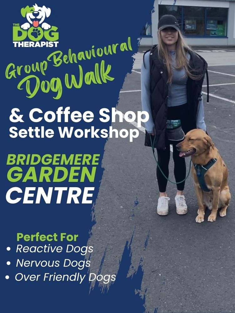 Group Dog Training Behavioural Workshop – The Dog Therapist