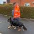 A man in an orange jacket taking his dog for a walk