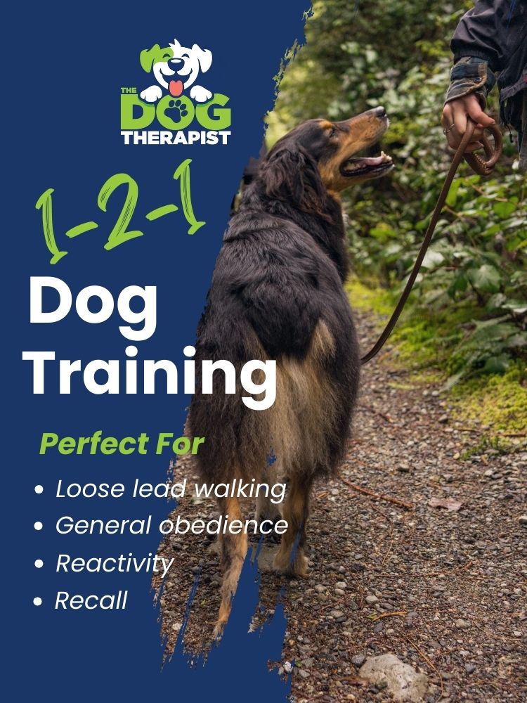 A brown and tan coloured collie walking on a lead | The Dog Therapist