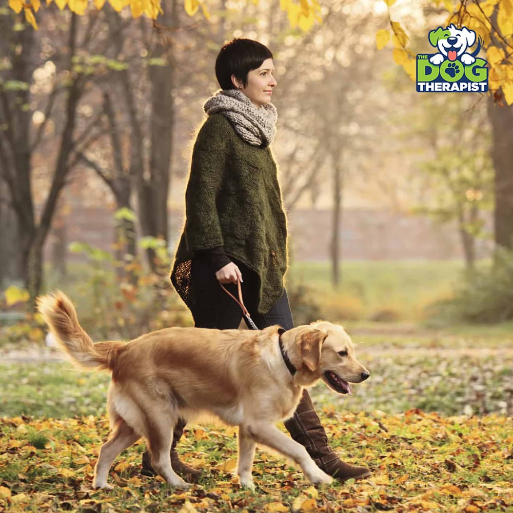 A woman walks a golden retriever dog on a leash through an autumn park with fallen leaves. The woman wears a dark green knit sweater, a gray knit scarf, and brown boots.