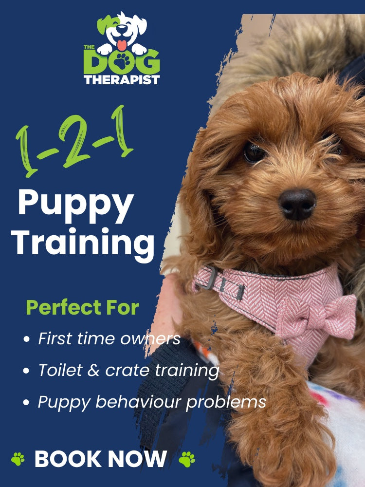 A light brown coloured cavapoo wearing a pink dicky bow | The Dog Therapist 