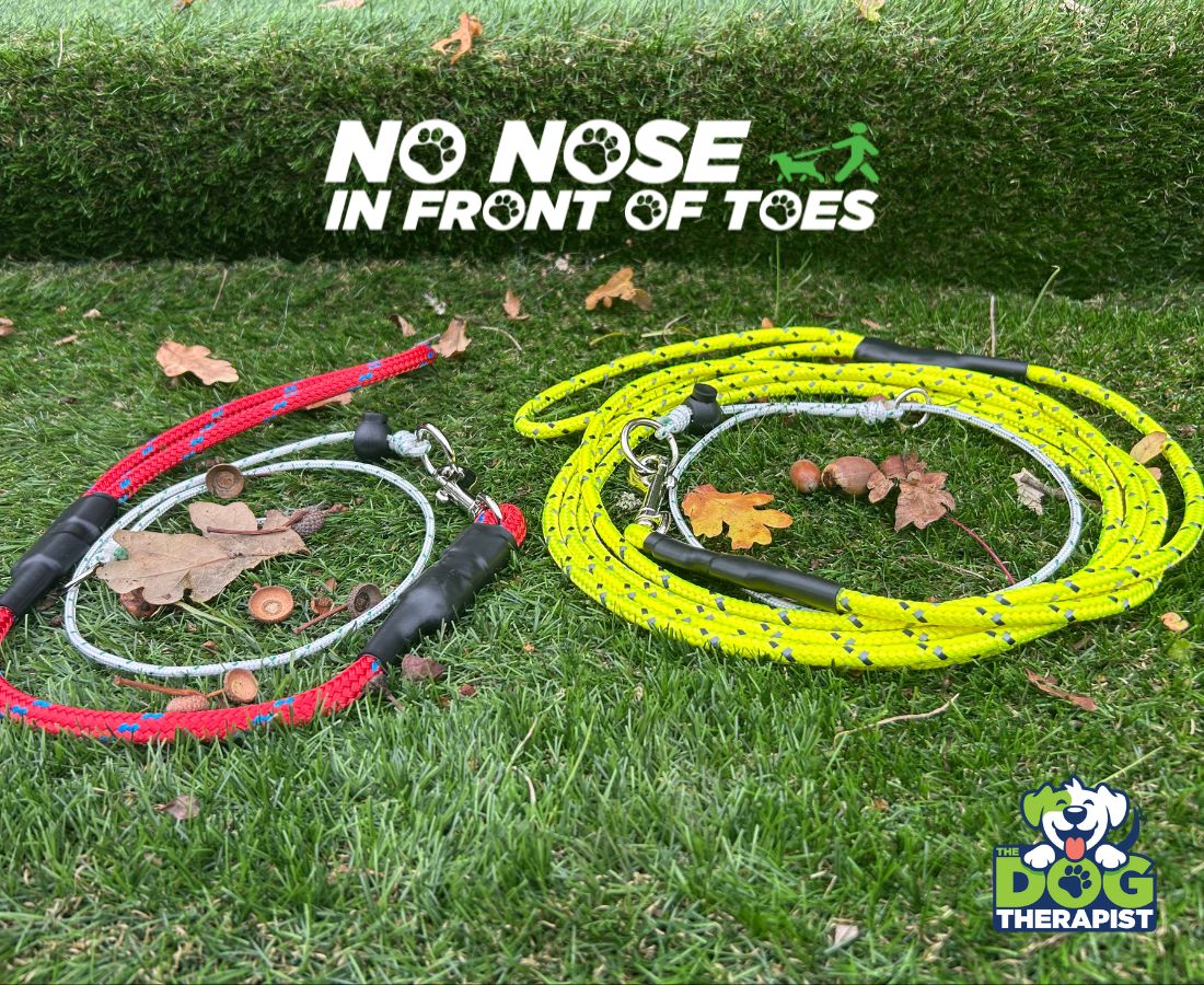 Dog training tools on grass with &