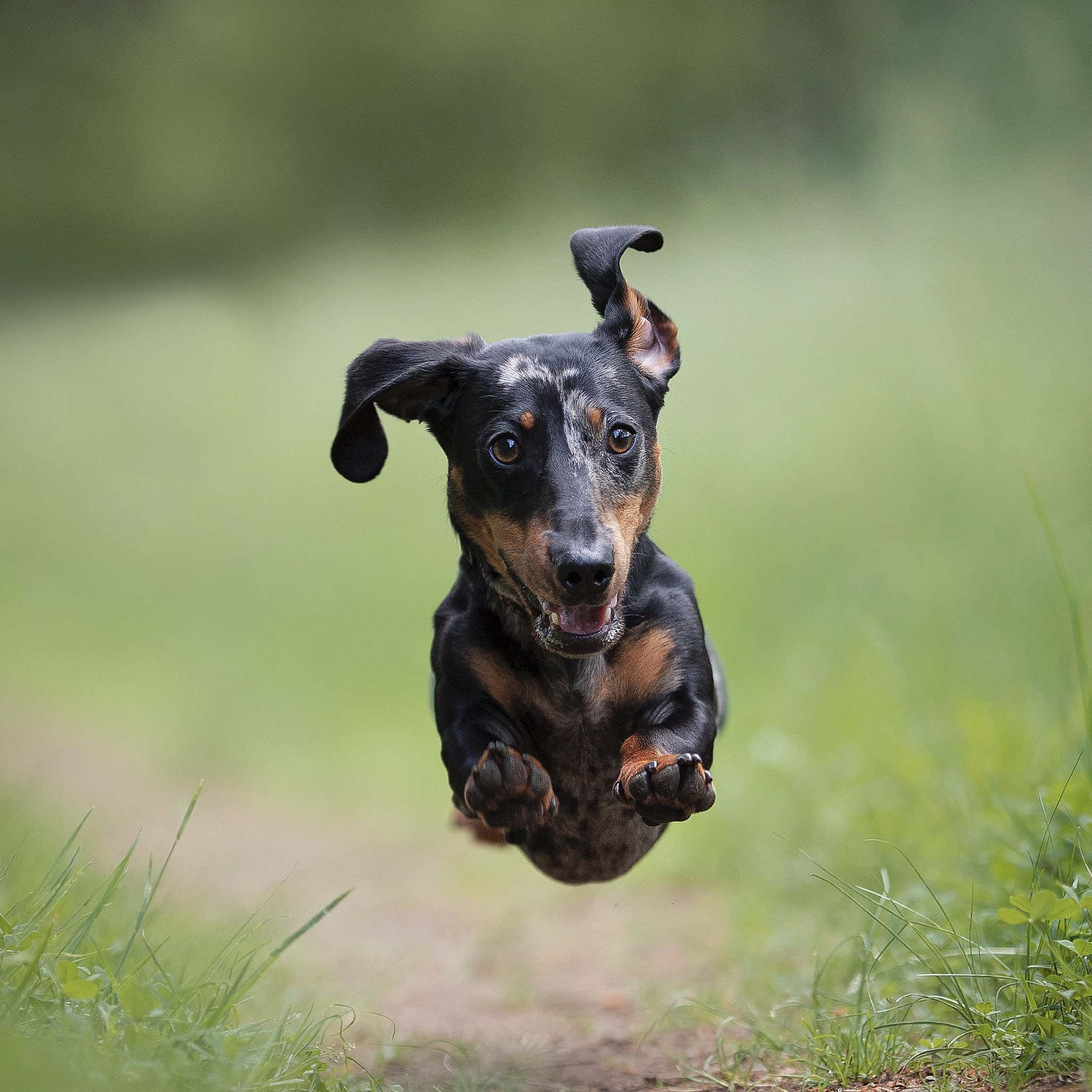 Dachshund running on a grassy path with a blurred green background