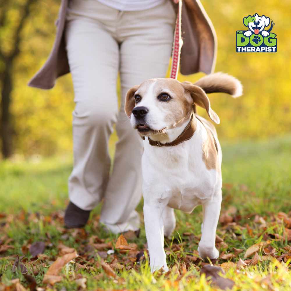 A brown and white dog walking with its owner on a red lead