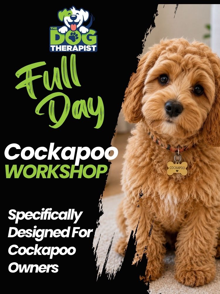 Full Day Cockapoo Workshop