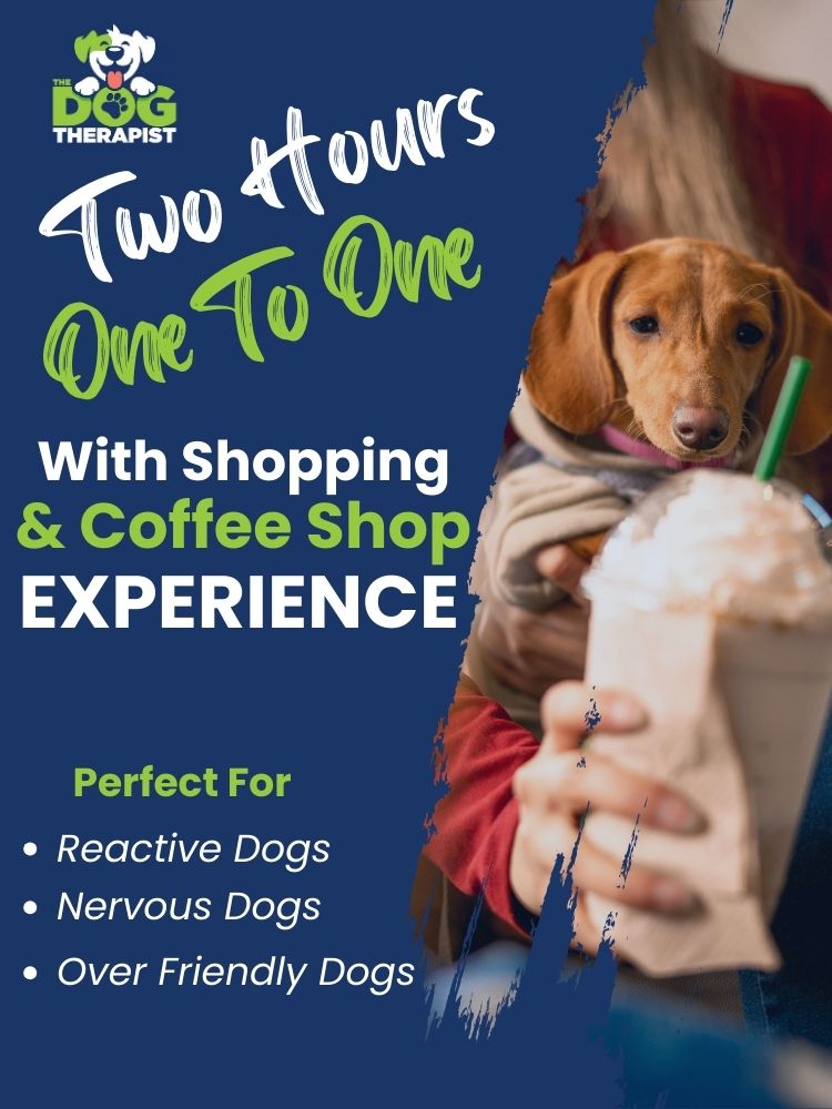 A sausage dog looking at a frappuccino  | The Dog Therapist