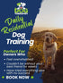 A yellow Labrador standing in a field wearing a leather collar | The Dog Therapist