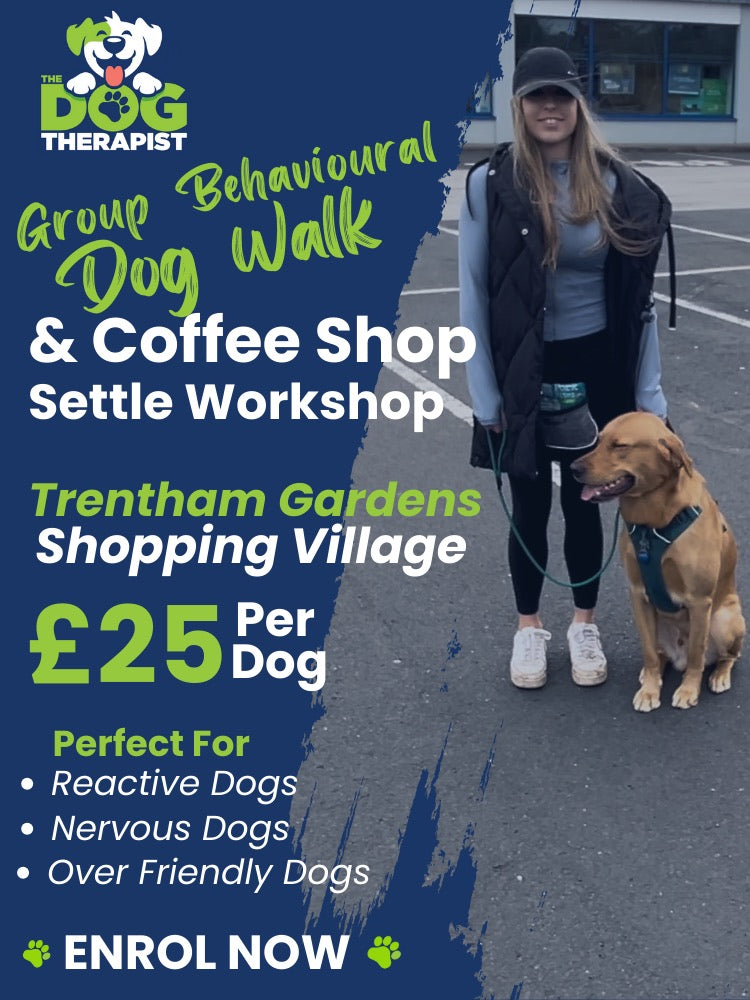 Group Dog Training Behavioural Workshop