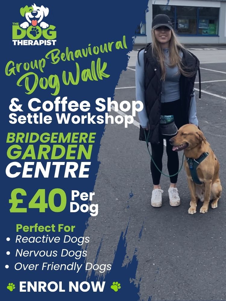 Group Dog Training Behavioural Workshop
