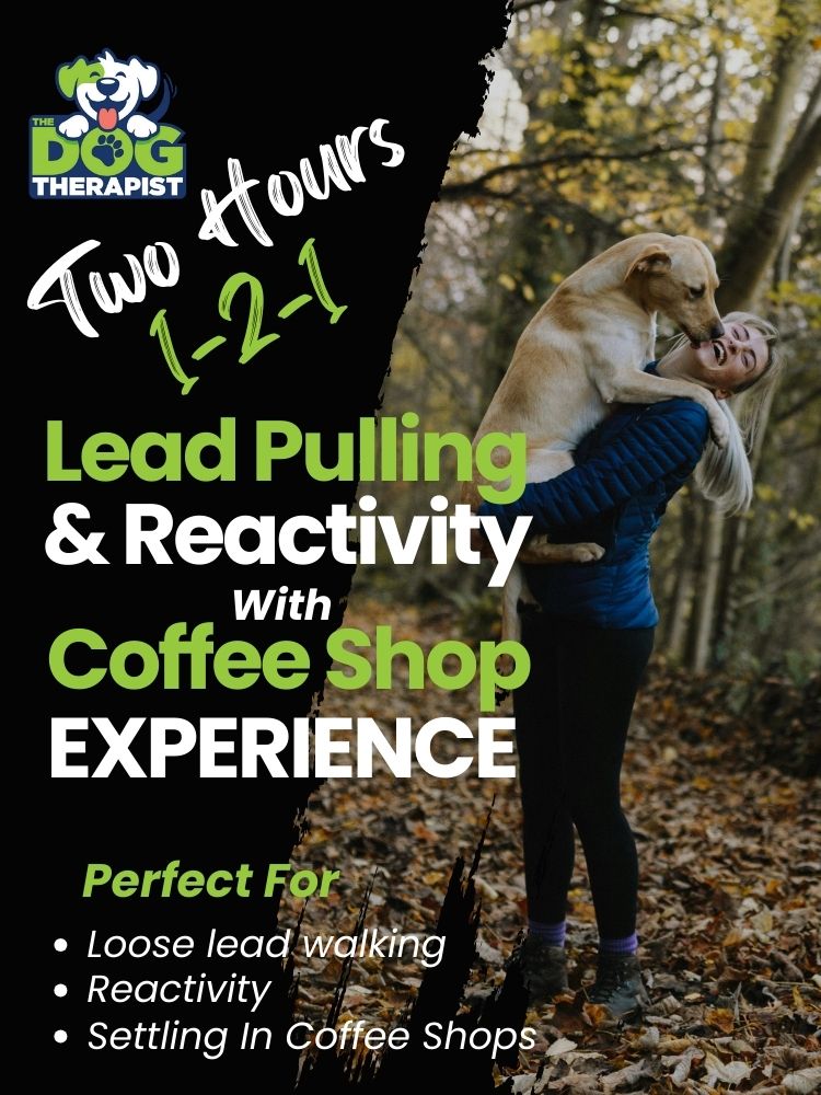 Person holding a dog with text about a two-hour session on lead pulling and reactivity training.