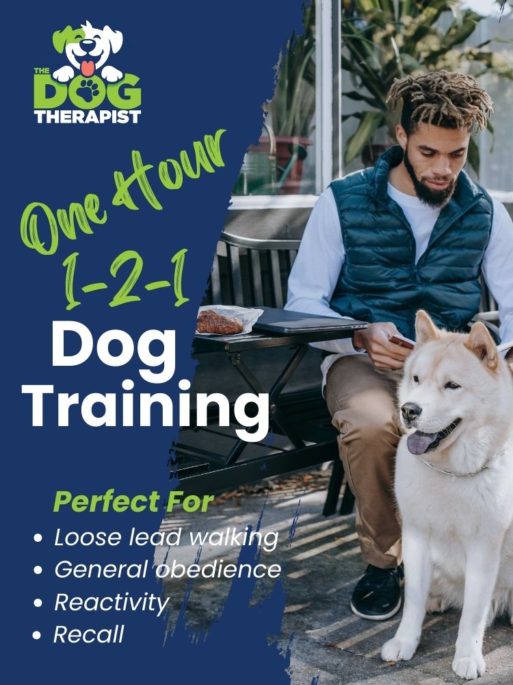 One Hour One To One Dog Training