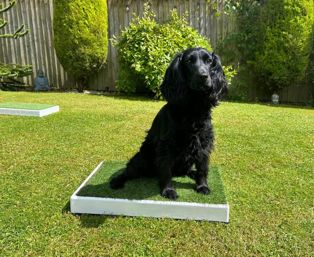 A black working cocker spaniel sitting on a place board training aid | The Dog Therapist