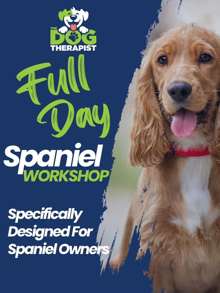 Full Day Spaniel Workshop