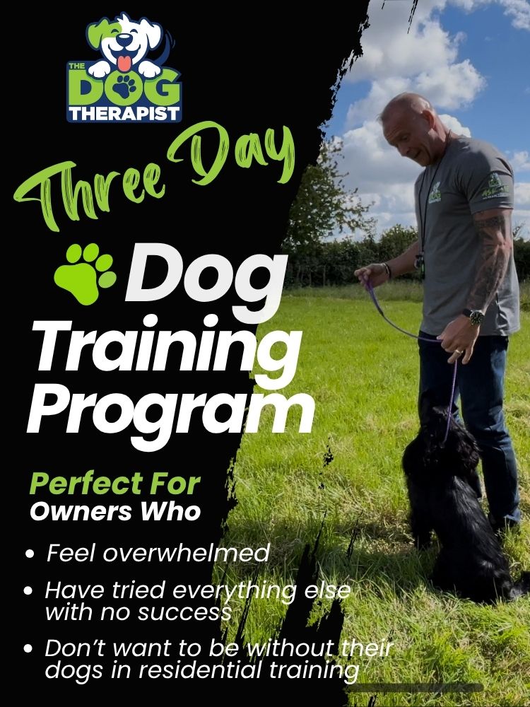 A man wearing a grey t shirt training a small black dog