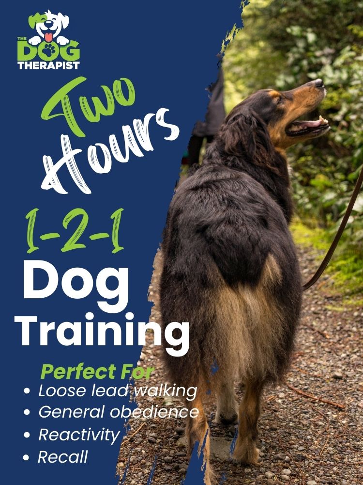 A brown and tan Collie dog walking on a lead in the countryside