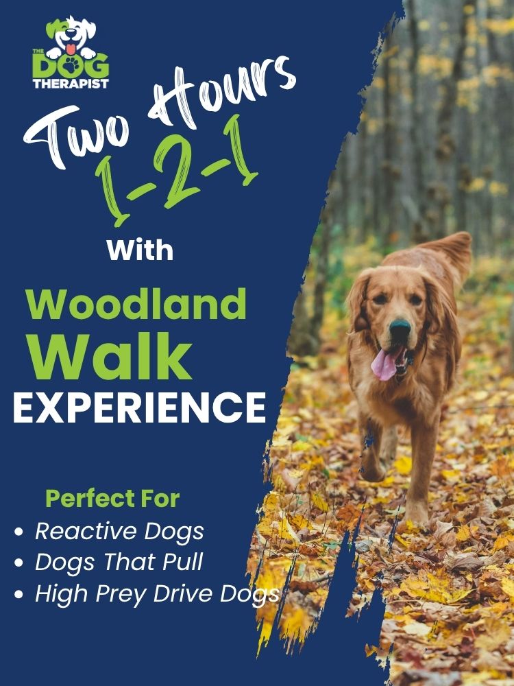 Golden Retriever running in the woods | The Dog Therapist