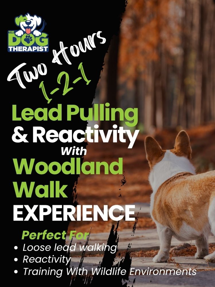 A white and tan corgi walking in the woods | The Dog Therapist